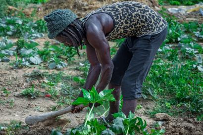 A person gardening.