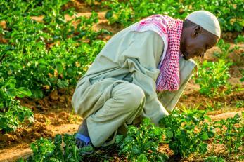 Malian man tending to market garden plants.